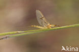 Mayfly