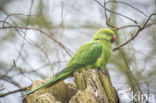 Rose-ringed Parakeet (Psittacula krameri)