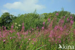 Great Hairy Willowherb (Epilobium hirsutum)