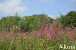 Harig wilgeroosje (Epilobium hirsutum)