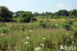 Harig wilgeroosje (Epilobium hirsutum)