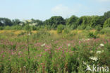 Harig wilgeroosje (Epilobium hirsutum)