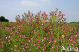 Harig wilgeroosje (Epilobium hirsutum)