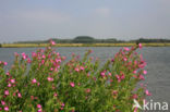 Harig wilgeroosje (Epilobium hirsutum)