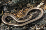 Hazelworm (Anguis fragilis)