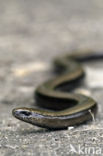 Slow Worm (Anguis fragilis)