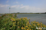 Common Fleabane (Pulicaria dysenterica)