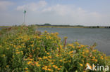 Common Fleabane (Pulicaria dysenterica)