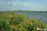 Heelblaadjes (Pulicaria dysenterica)