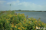 Common Fleabane (Pulicaria dysenterica)