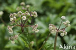 Heelkruid (Sanicula europaea)