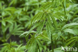 Hennep (Cannabis sativa)