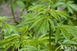 Hennep (Cannabis sativa)