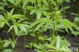 Hennep (Cannabis sativa)