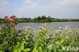 Hertsmunt (Mentha longifolia)