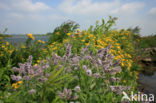 Horsemint (Mentha longifolia)