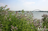 Hertsmunt (Mentha longifolia)