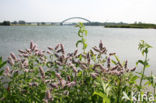 Hertsmunt (Mentha longifolia)