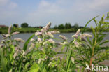 Hertsmunt (Mentha longifolia)