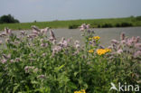 Hertsmunt (Mentha longifolia)