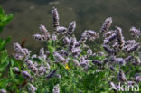 Hertsmunt (Mentha longifolia)