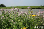 Horsemint (Mentha longifolia)