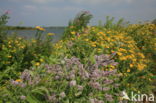 Horsemint (Mentha longifolia)