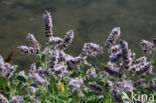 Hertsmunt (Mentha longifolia)