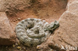 Sidewinder rattlesnake (Crotalus cerastes)