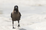 Huiskraai (Corvus splendens)