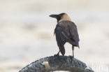 Huiskraai (Corvus splendens)