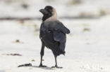 House Crow (Corvus splendens)