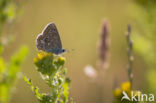 Icarusblauwtje (Polyommatus icarus)