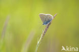 Common Blue (Polyommatus icarus)