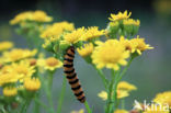 Common Ragwort (Jacobaea vulgaris)