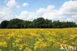 Common Ragwort (Jacobaea vulgaris)