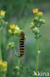 Jacobskruiskruid (Jacobaea vulgaris)