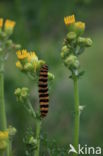 Jacobskruiskruid (Jacobaea vulgaris)