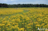 Common Ragwort (Jacobaea vulgaris)