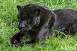 Jaguar (Panthera onca)