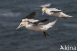 Northern Gannet (Morus bassanus)