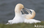 Northern Gannet (Morus bassanus)