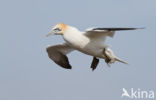 Northern Gannet (Morus bassanus)