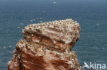 Northern Gannet (Morus bassanus)