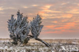 Jeneverbes (Juniperus communis)