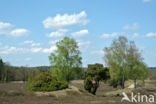 common juniper (Juniperus communis)