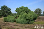 Jeneverbes (Juniperus communis)