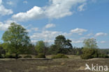 common juniper (Juniperus communis)