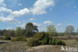 common juniper (Juniperus communis)