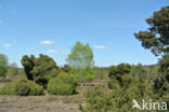 common juniper (Juniperus communis)